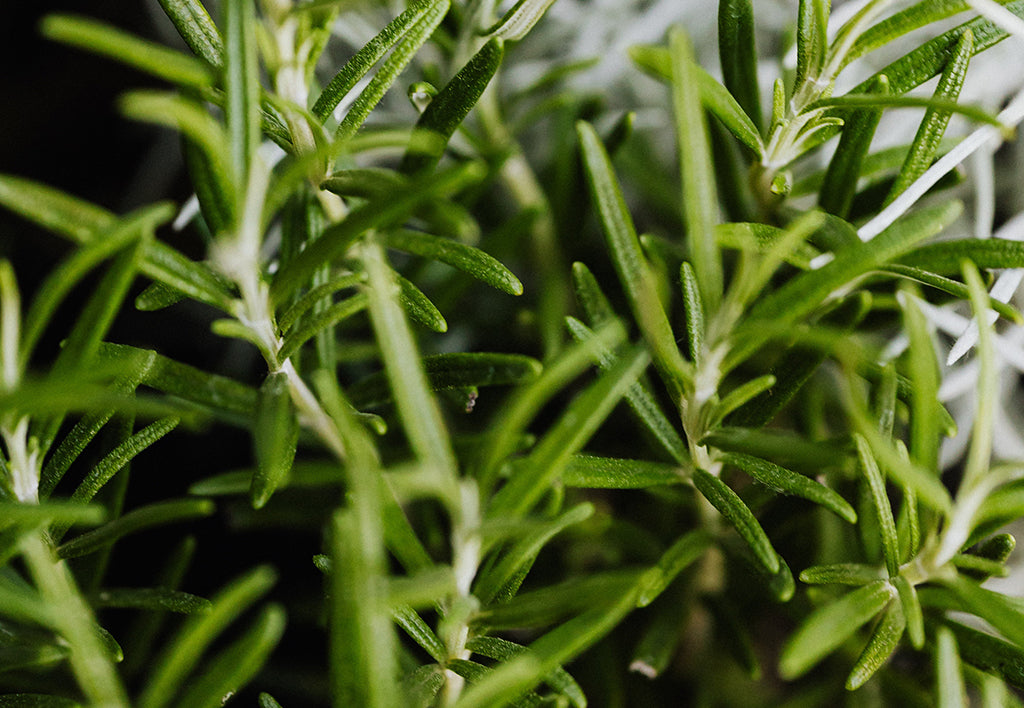 Benefits of Rosemary Mint and Cedarwood for Scalp and Hair Health