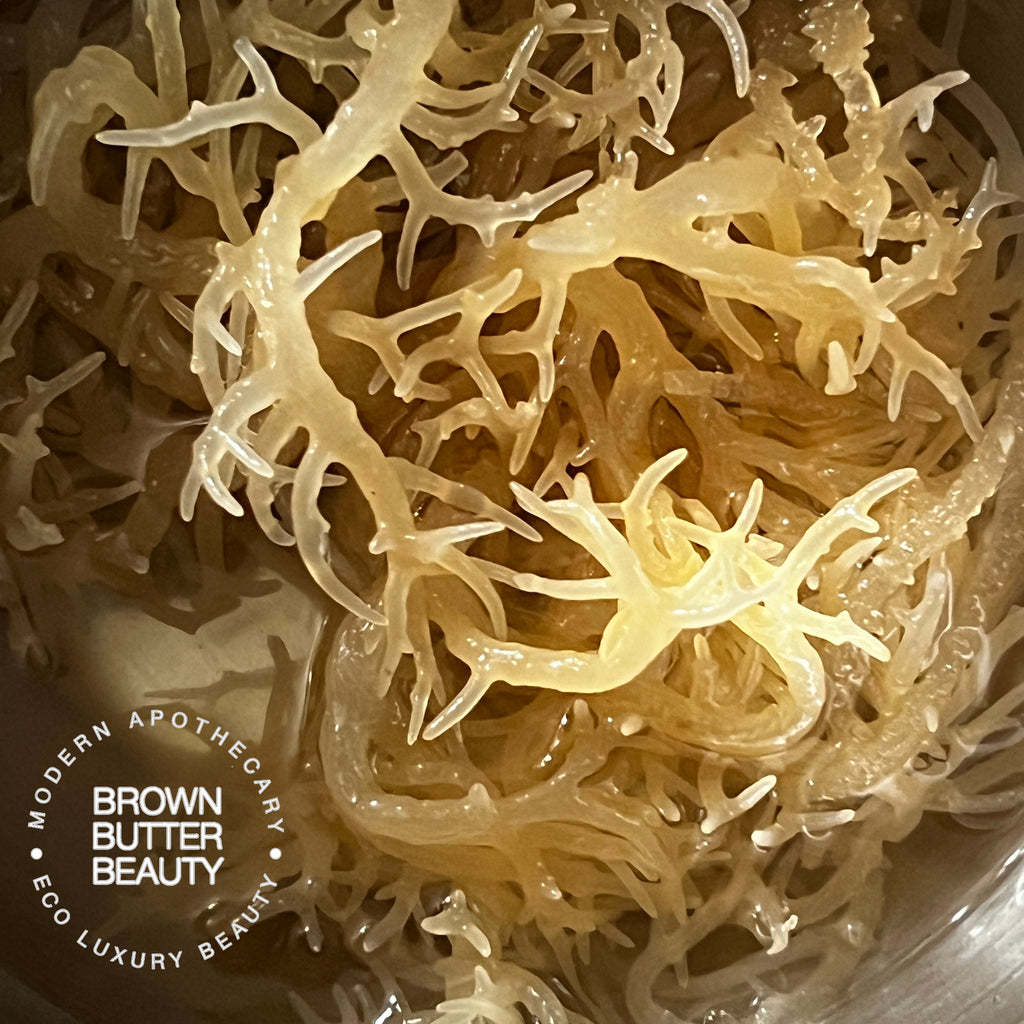 close up of gold sea moss